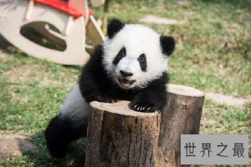 【图】全世界的宠儿，最可恶的动物大熊猫的材料曝光