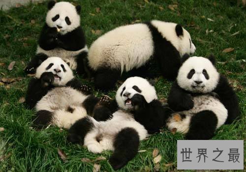 【图】全世界的宠儿，最可恶的动物大熊猫的材料曝光