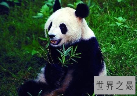 【图】全世界的宠儿，最可恶的动物大熊猫的材料曝光