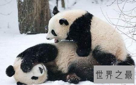 【图】全世界的宠儿，最可恶的动物大熊猫的材料曝光