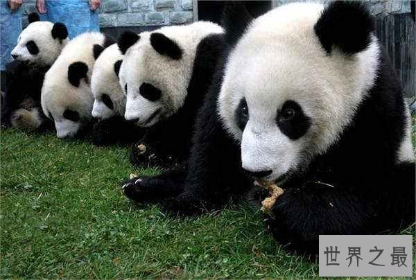 【图】全世界的宠儿，最可恶的动物大熊猫的材料曝光