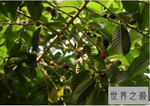世界最毒的树木 箭毒木