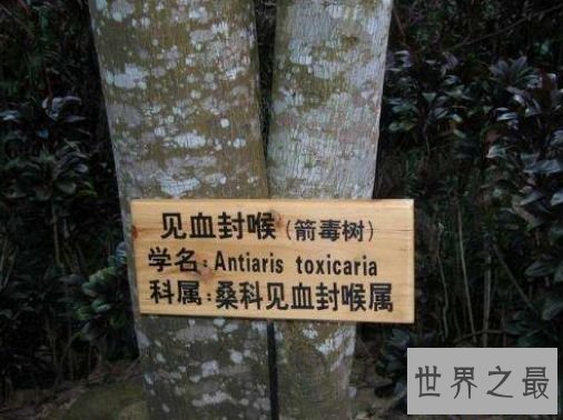 世界最毒的树木 箭毒木见血封喉可谓死亡之树