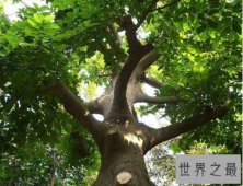 【图】世界最毒的树木 箭毒木见血封喉堪称死亡之树