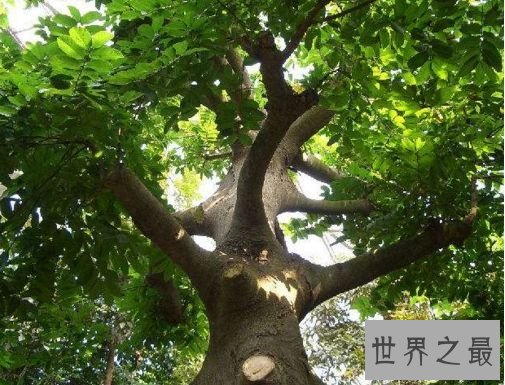 世界最毒的树木 箭毒木简介