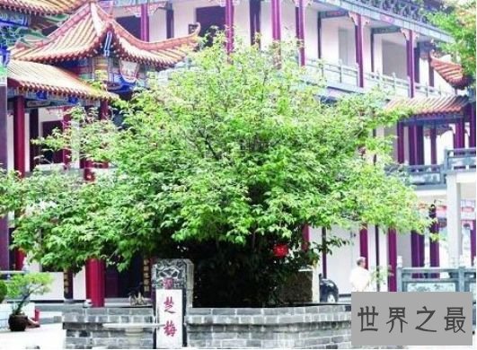 7.章台古梅 中华第一梅