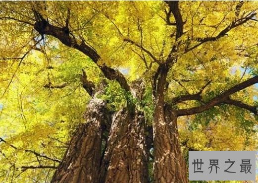 6.帝王树 银杏