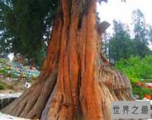 【图】中国十大名树 世界柏树之父轩辕柏有5000多年的历