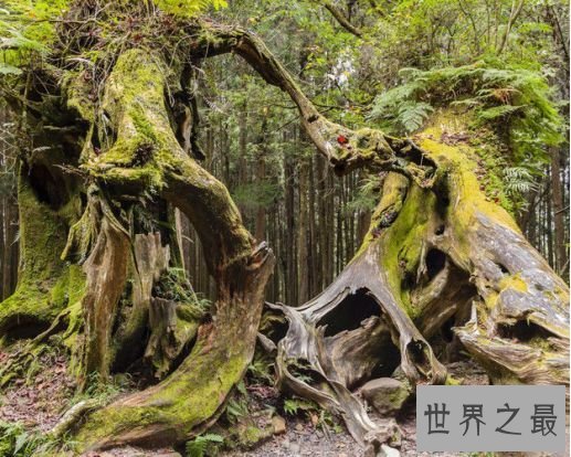 5.阿里山神木 桧树g