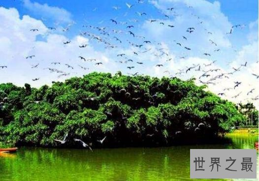 9.天马河古榕 鸟的地狱