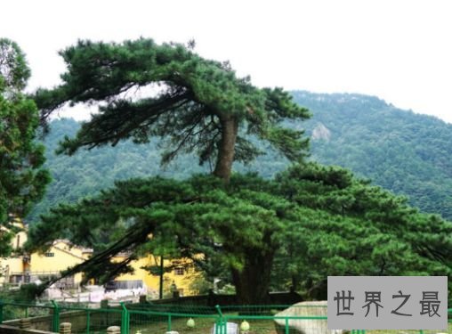 2.凤凰松 天下第一松