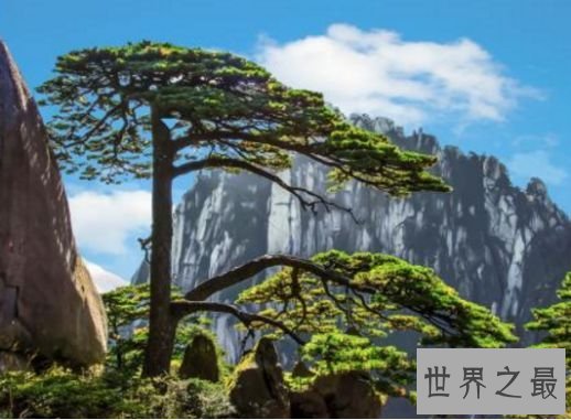 3.迎客松 中国最闻名的树