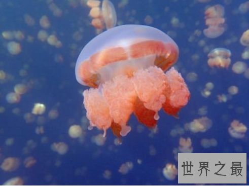 8.水母湖 帕劳群岛