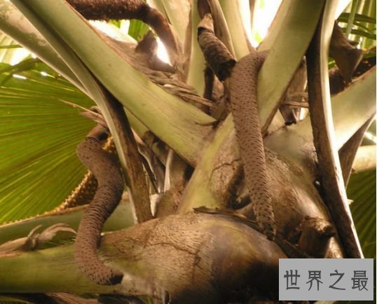 海底椰10年结一次果实