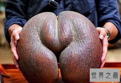 【图】世界上最富神秘色彩的果实 海底椰雌雄异株会殉