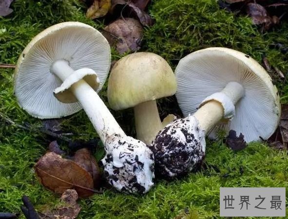 世界上最毒的蘑菇 外貌人畜无害毒性却无药可救