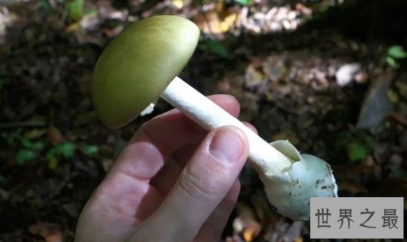 世界上最毒的蘑菇 外貌人畜无害毒性却无药可救