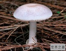【图】世界上最毒的蘑菇 外貌人畜无害毒性却无药可救