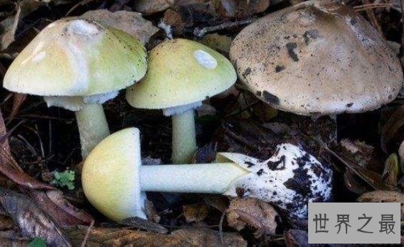 世界上最毒的蘑菇 外貌人畜无害毒性却无药可救