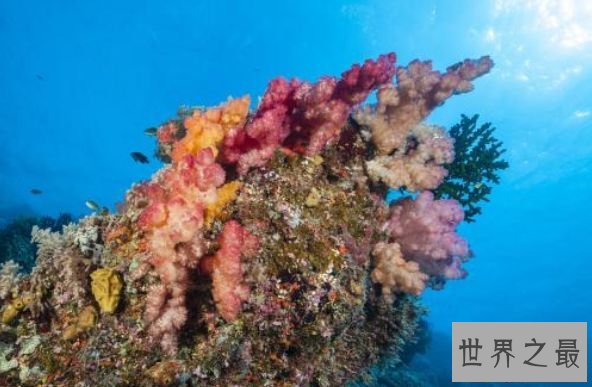世界上最大的海 相当于半个中国海洋面积的珊瑚海