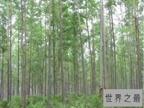 世界上最高的树 杏仁桉