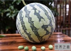 【图】世界上最小的西瓜 一口十个的拇指西瓜