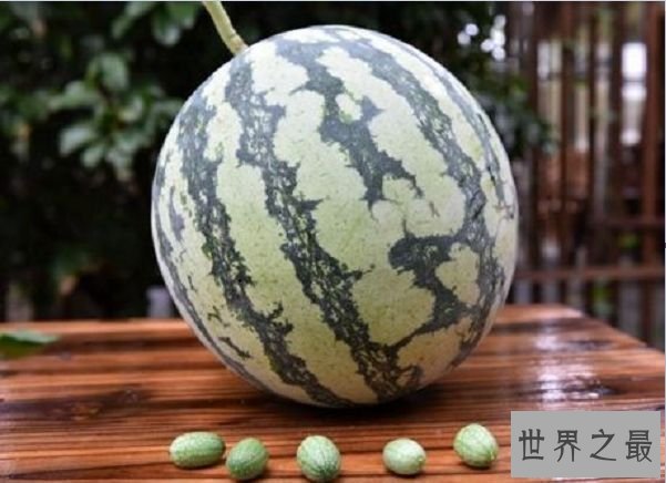 世界上最小的西瓜 一口十个的拇指西瓜