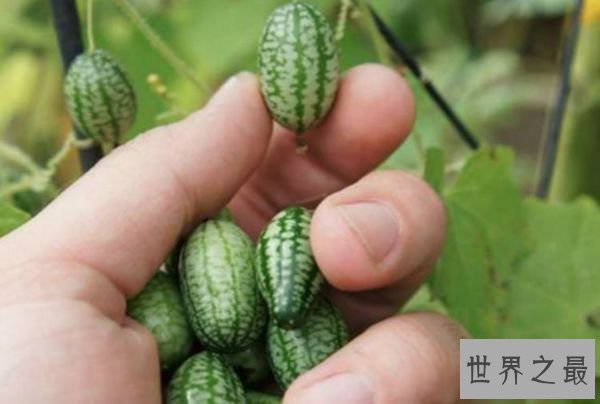 世界上最小的西瓜 一口十个的拇指西瓜