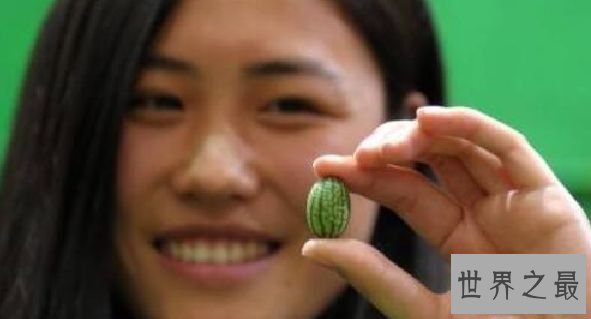 世界上最小的西瓜 一口十个的拇指西瓜