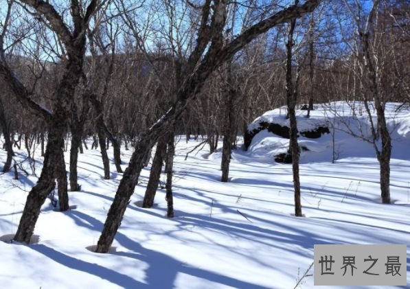 世界上最硬的树 刀枪不入能挡子弹的铁桦木