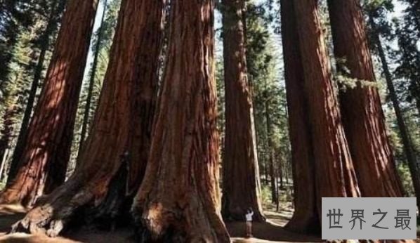 世界上最硬的树 刀枪不入能挡子弹的铁桦木