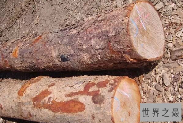 世界上最硬的树 刀枪不入能挡子弹的铁桦木