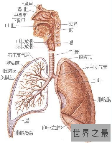 【图】最强揭秘——人体最大的器官是什么
