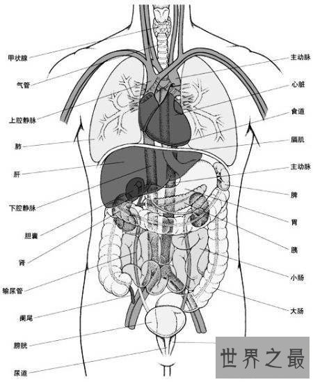 【图】最强揭秘——人体最大的器官是什么