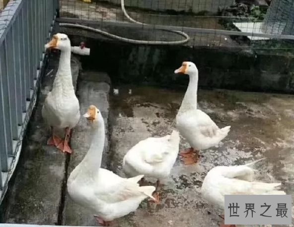 世界上最奇葩的动物园 玉林动物园笑趴世界