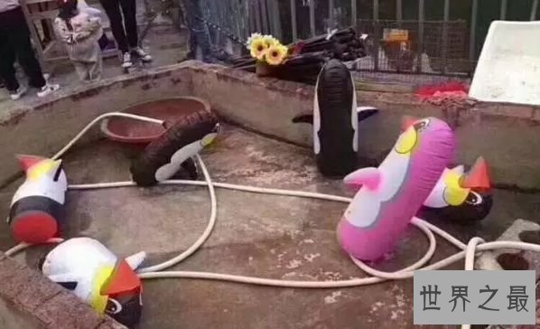 世界上最奇葩的动物园 玉林动物园笑趴世界