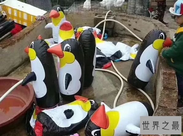 世界上最奇葩的动物园 玉林动物园笑趴世界