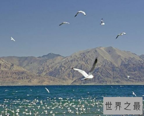 世界上最奇怪的湖 班公湖一半淡水一半咸水