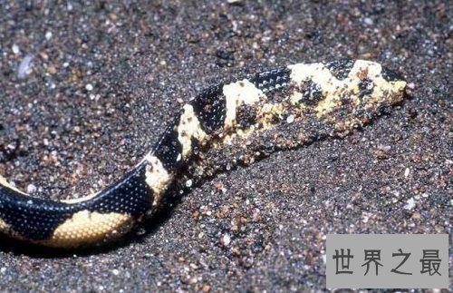 【图】海蛇有毒吗？世界上最毒的毒蛇，居然都是海蛇