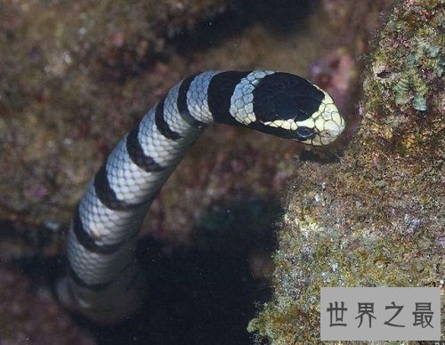 【图】海蛇有毒吗？世界上最毒的毒蛇，居然都是海蛇