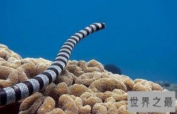 【图】海蛇有毒吗？世界上最毒的毒蛇，居然都是海蛇