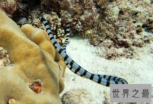【图】海蛇有毒吗？世界上最毒的毒蛇，居然都是海蛇