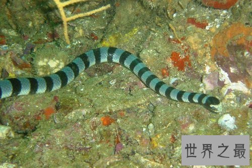 【图】海蛇有毒吗？世界上最毒的毒蛇，居然都是海蛇