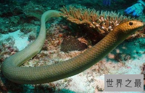 【图】海蛇有毒吗？世界上最毒的毒蛇，居然都是海蛇