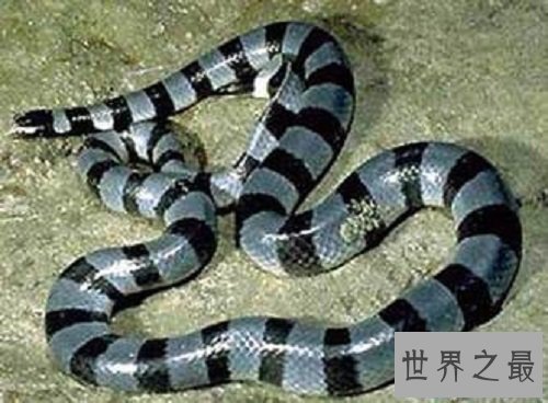 【图】海蛇有毒吗？世界上最毒的毒蛇，居然都是海蛇