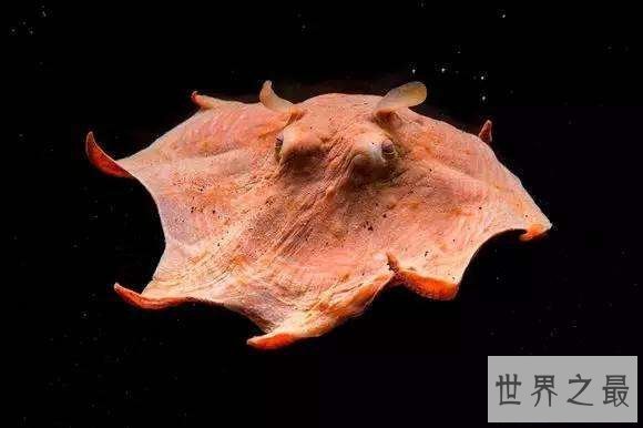 【图】最萌的小飞象章鱼到底是何等生物
