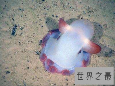 【图】最萌的小飞象章鱼到底是何等生物