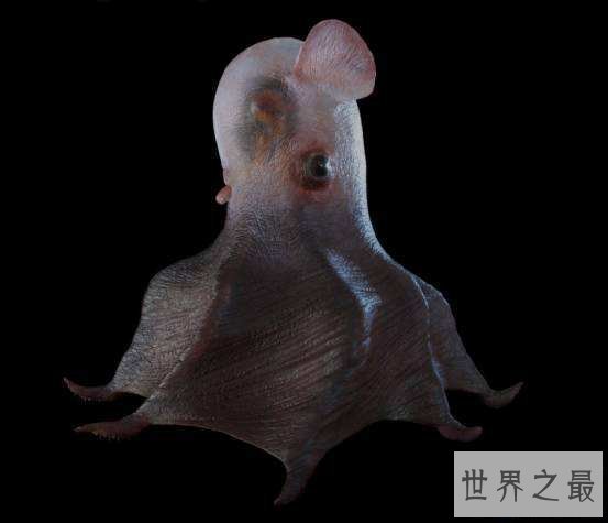 【图】最萌的小飞象章鱼到底是何等生物