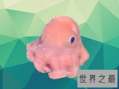 【图】最萌的小飞象章鱼到底是何等生物