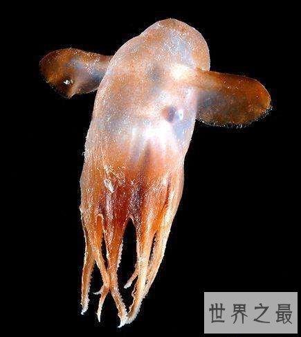 【图】最萌的小飞象章鱼到底是何等生物